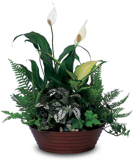 Give the gift of a plant that will continue to give joy throughout the year!