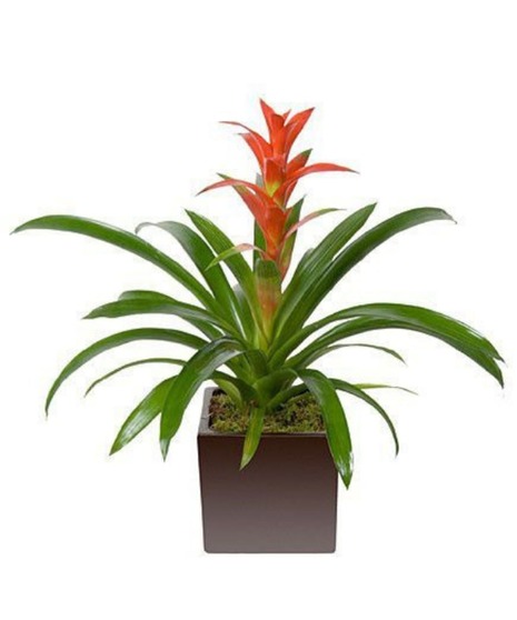 Tropical Blooming Bromeliad Plant
