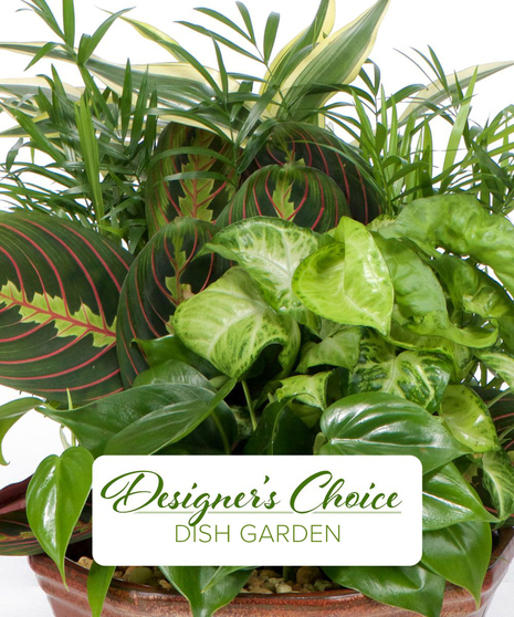 Designer's Choice Dish Garden