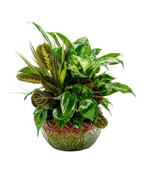 mother earth dish garden