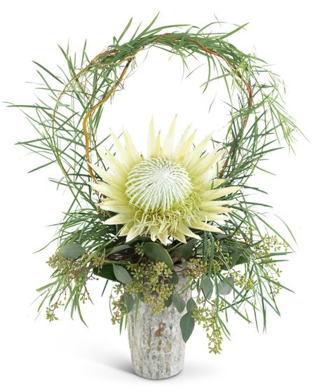 Wild Child Protea