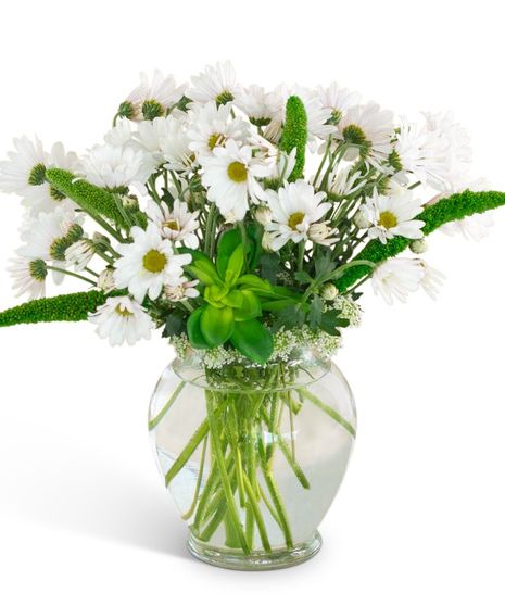First Place Daisies