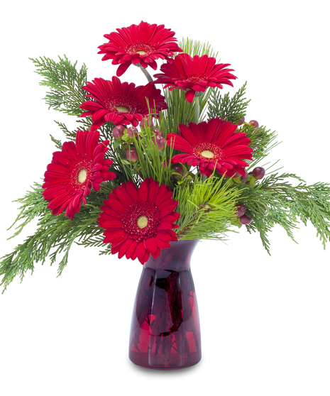 Winter Gerbera