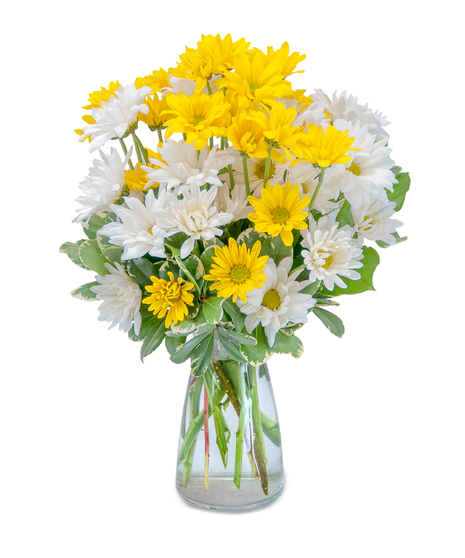 Dazed Daisies