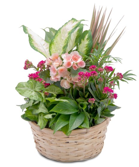 Lush Dish Garden