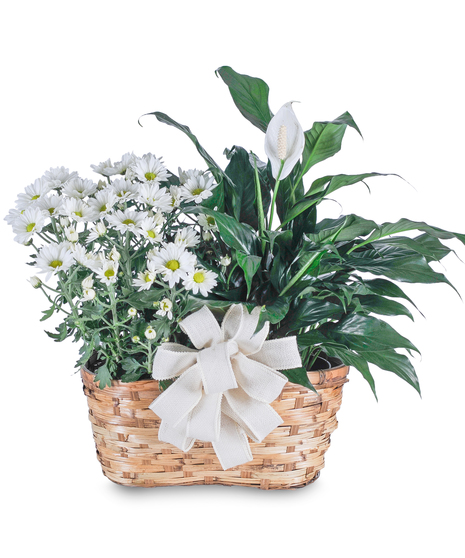 Blooming and Green Plant Combination