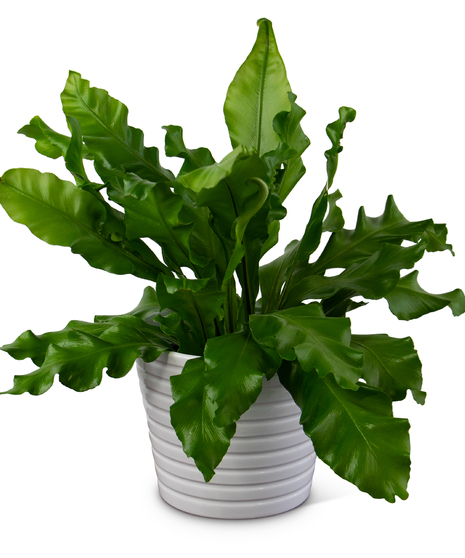 Bird's Nest Fern