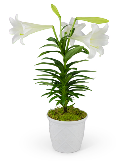 Classic Easter Lily