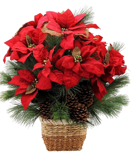 Natural Poinsettia