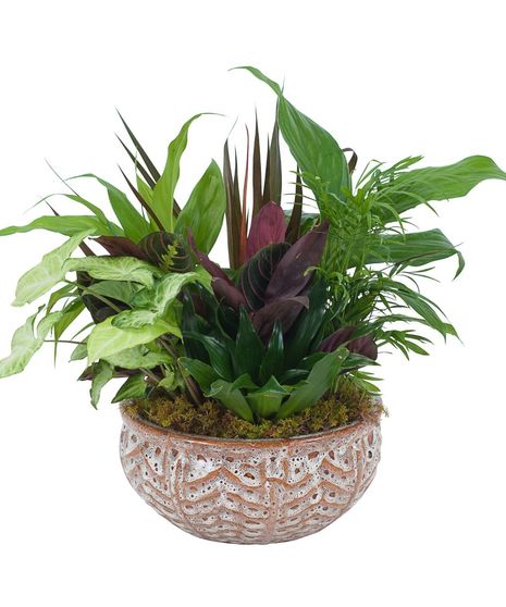 Dish Garden