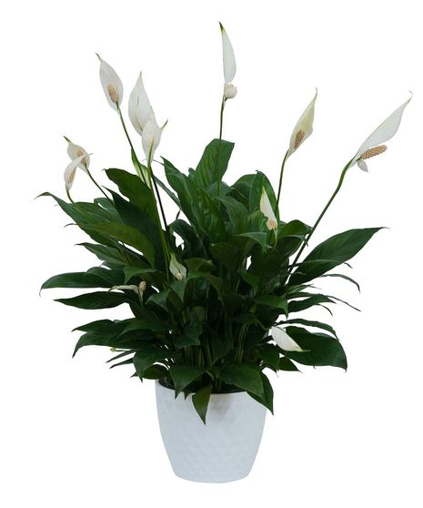 Peace Lily Plant in Decorative Container