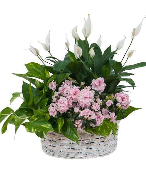 Living Blooming  White Garden Basket
