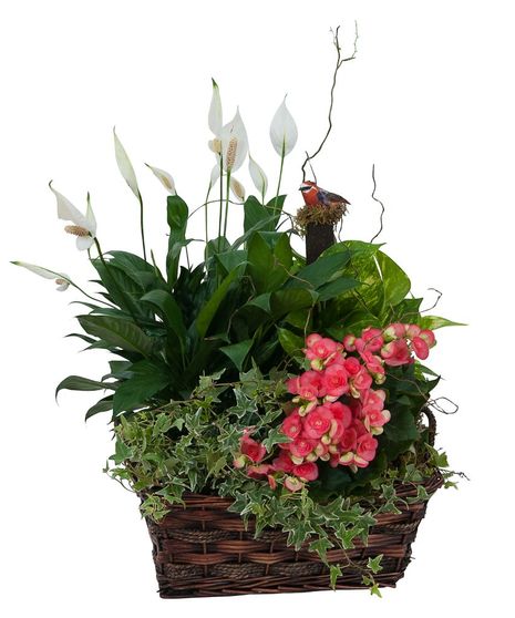 Living Blooming  Garden Basket