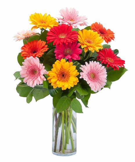 Grand Gerbera