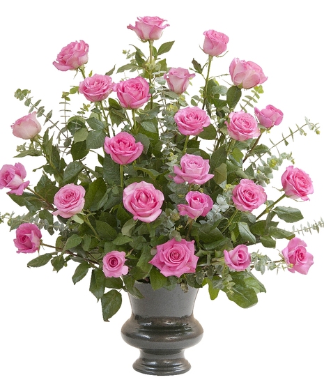 Pink Rose Supreme