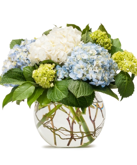 Mighty Hydrangea